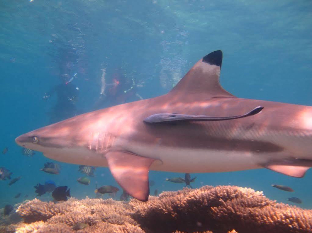 Pulau Perhentian Kecil Ombak Dive Resort מראה חיצוני תמונה